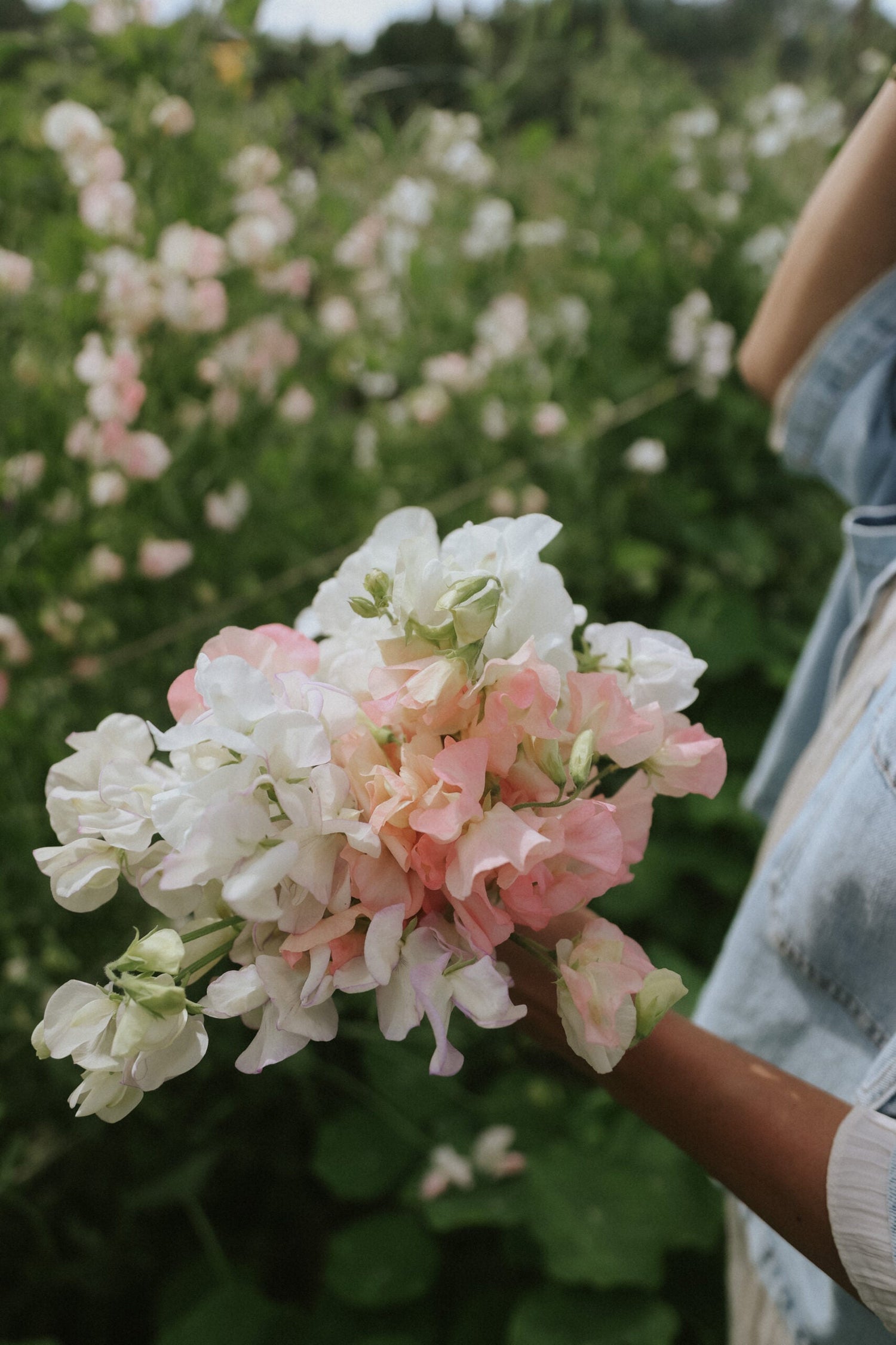 Sweet Pea - Santorini Blush mix