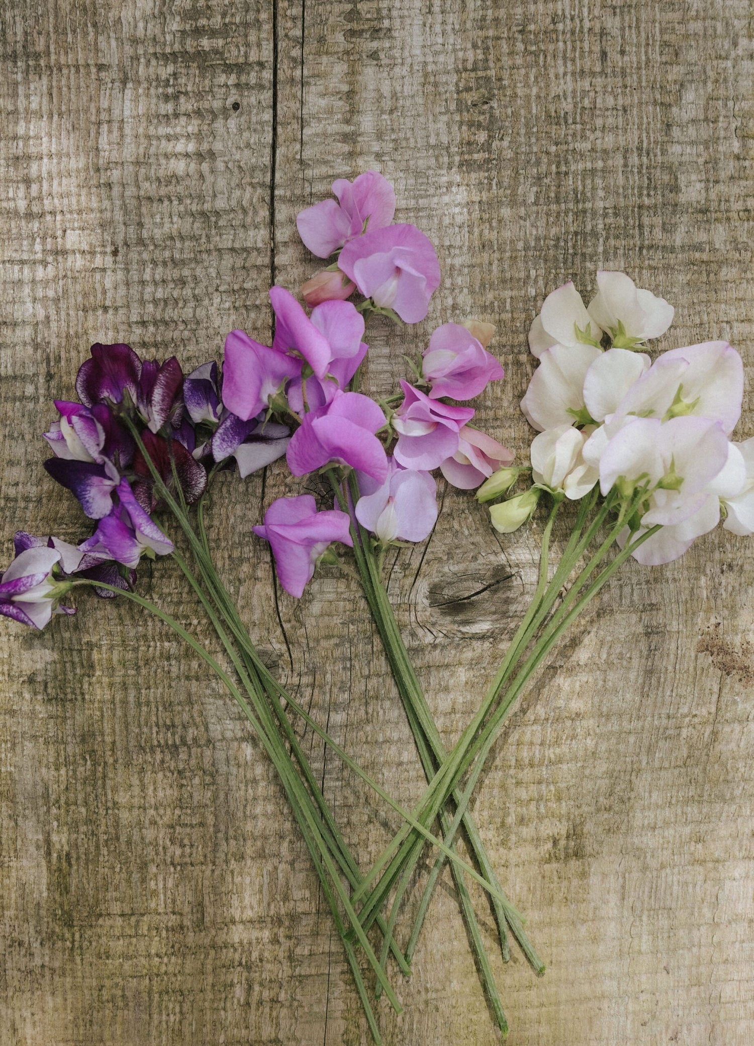 Sweet Pea - Sicilian Sunset mix