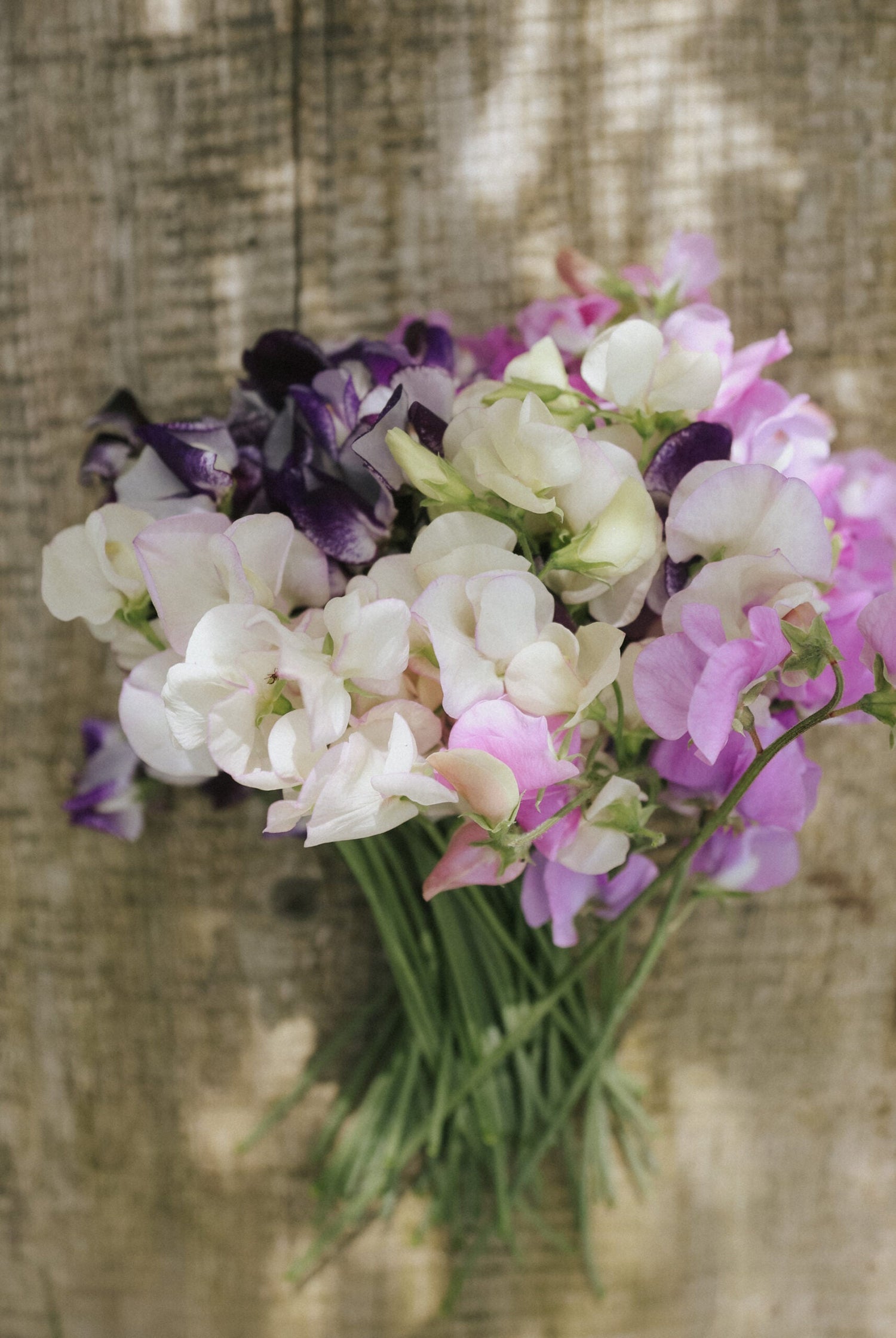 Sweet Pea - Sicilian Sunset mix