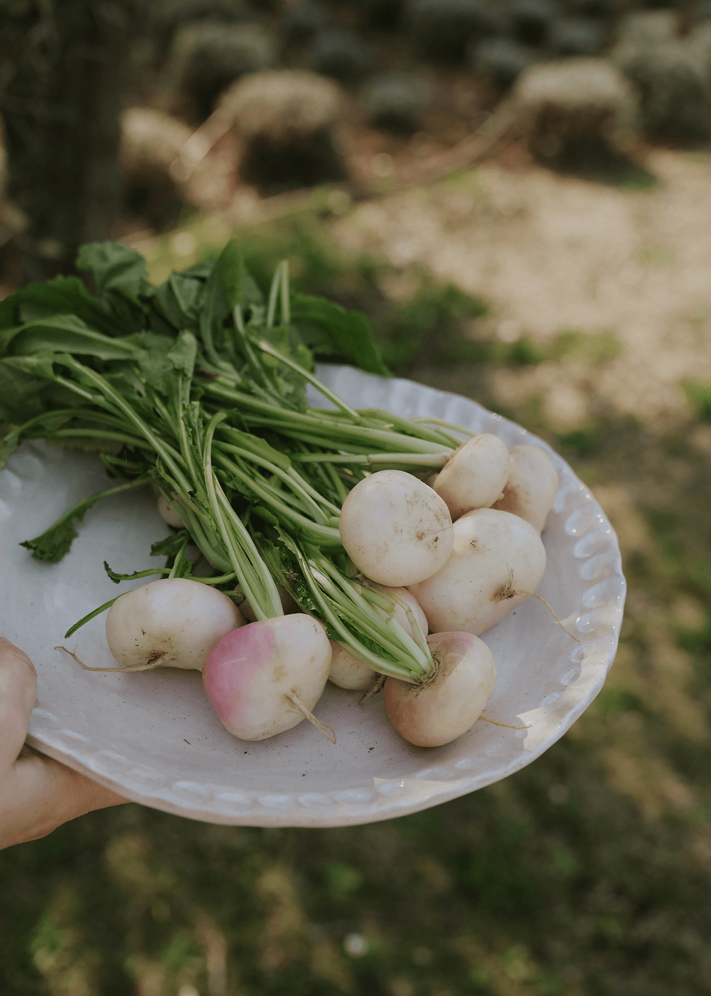 Mainepe - Purple Top Milan