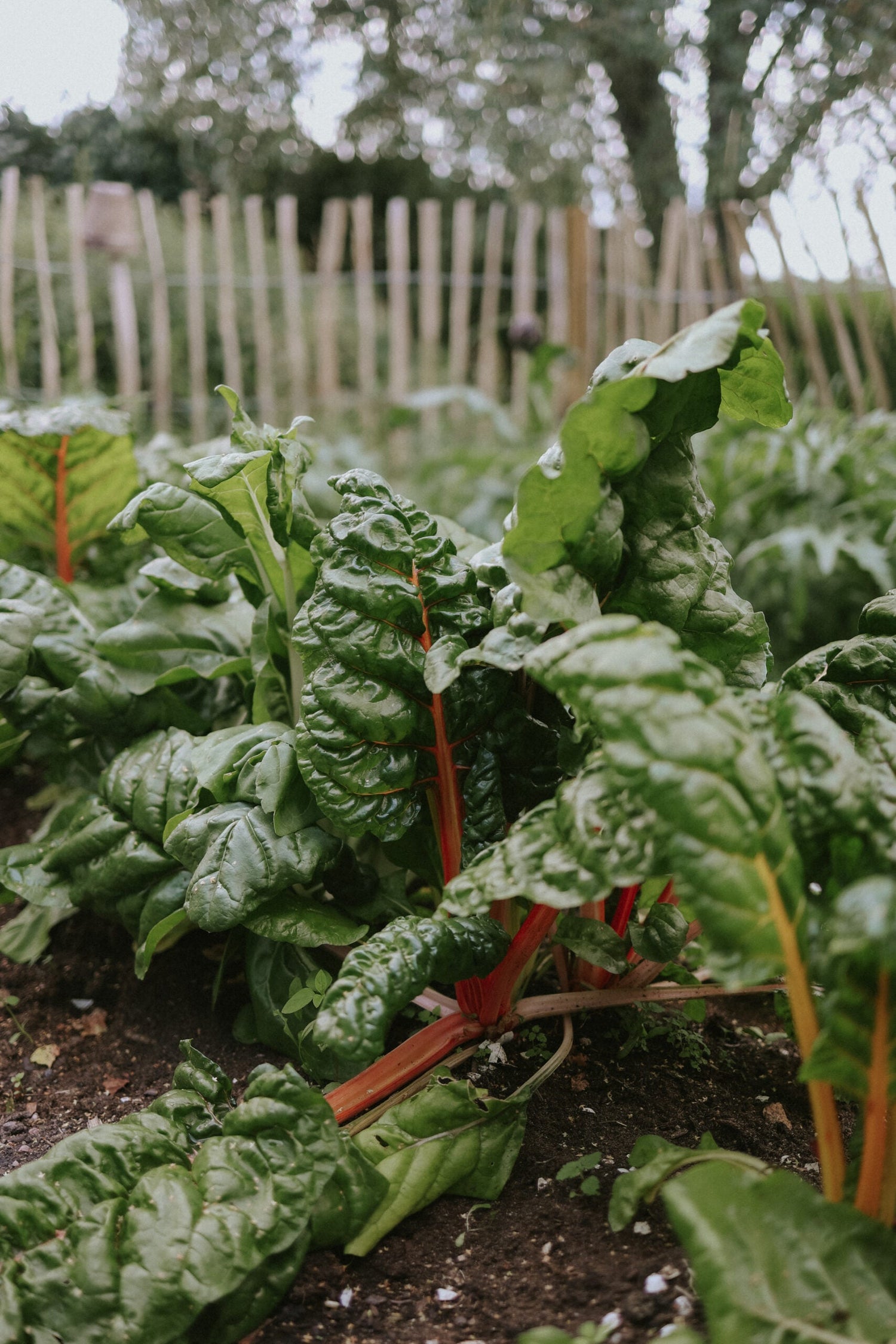 Mangold - Rhubarb Chard EKO