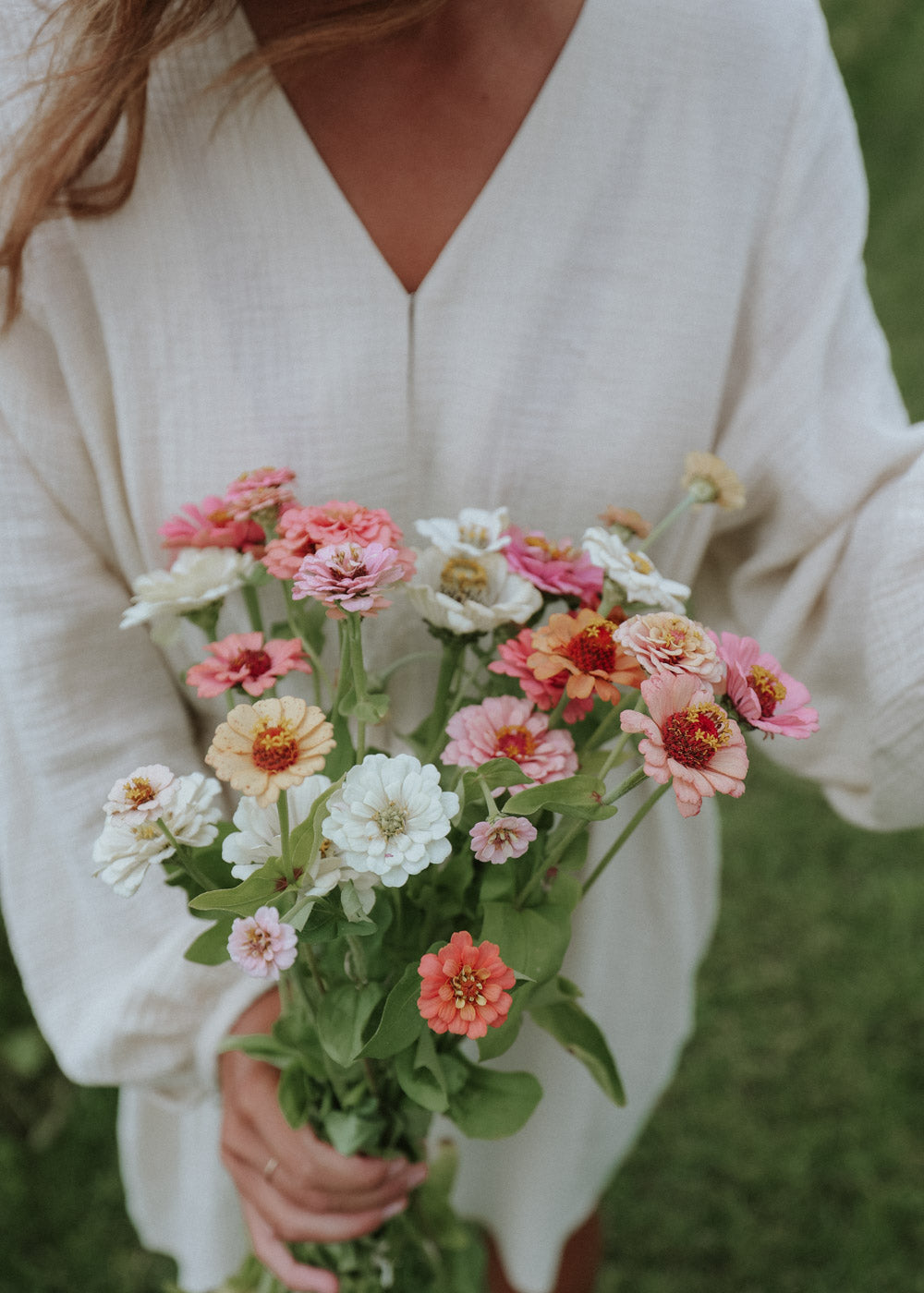 Zinnia - Peaches and Cream