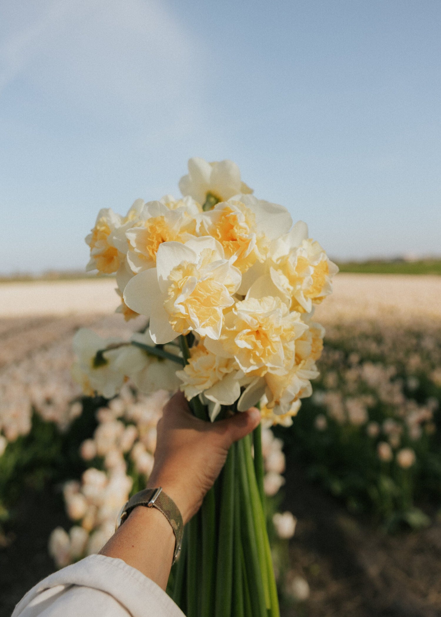 Narciss - Romantic Paradise