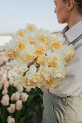 Narcis - Romantic Paradise