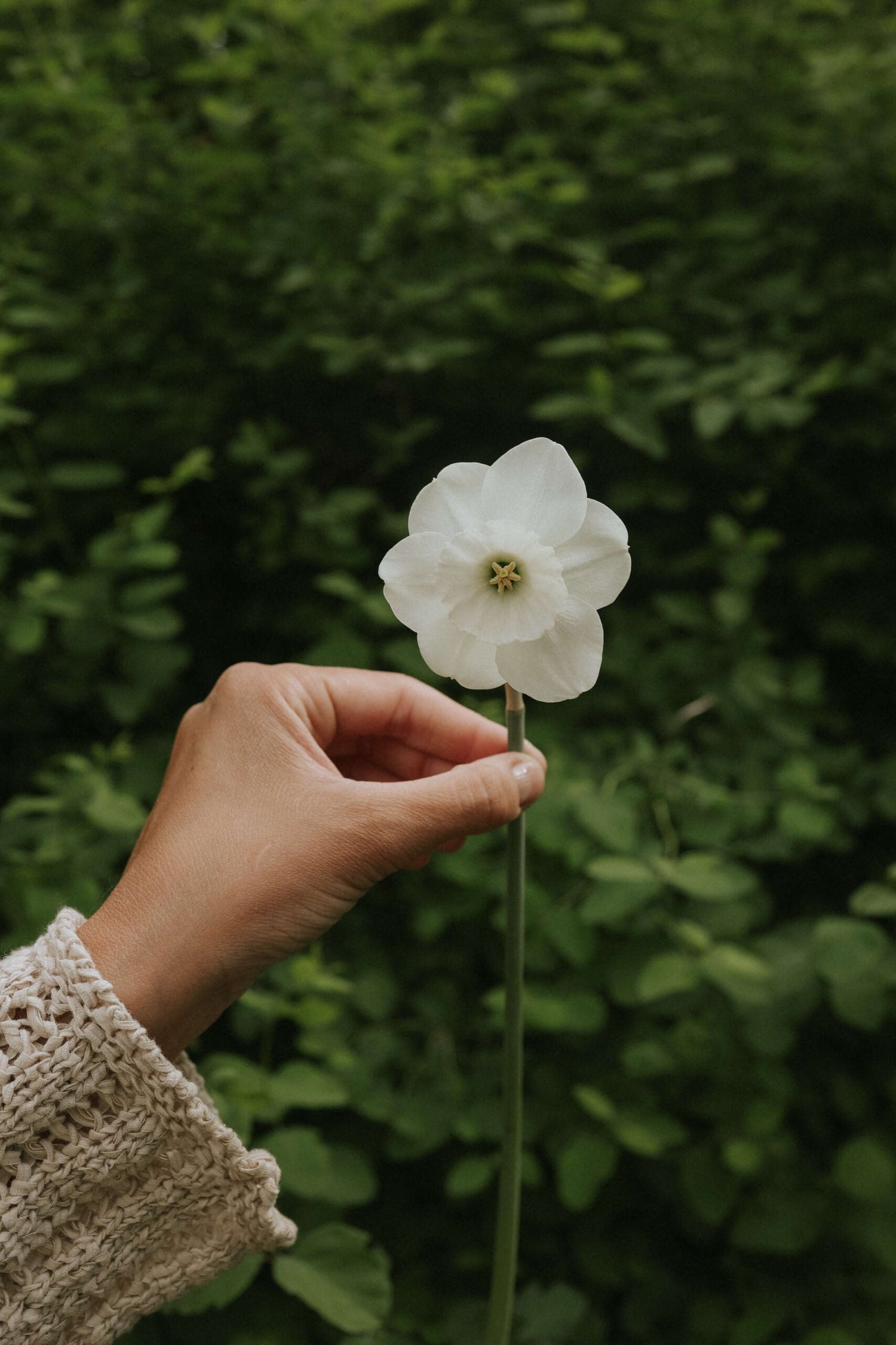 Narcisse - Arctic Power