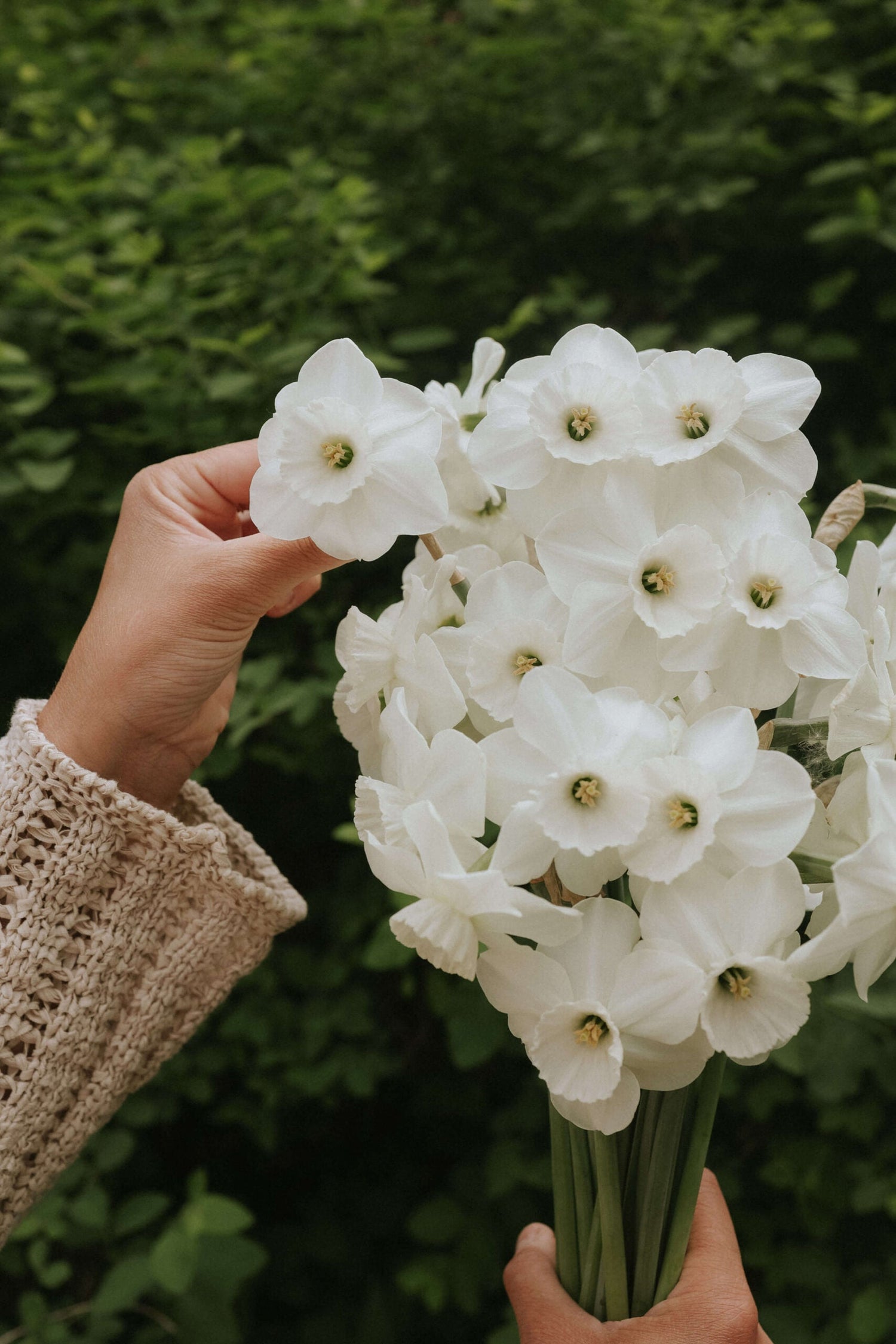 Narcisse - Arctic Power