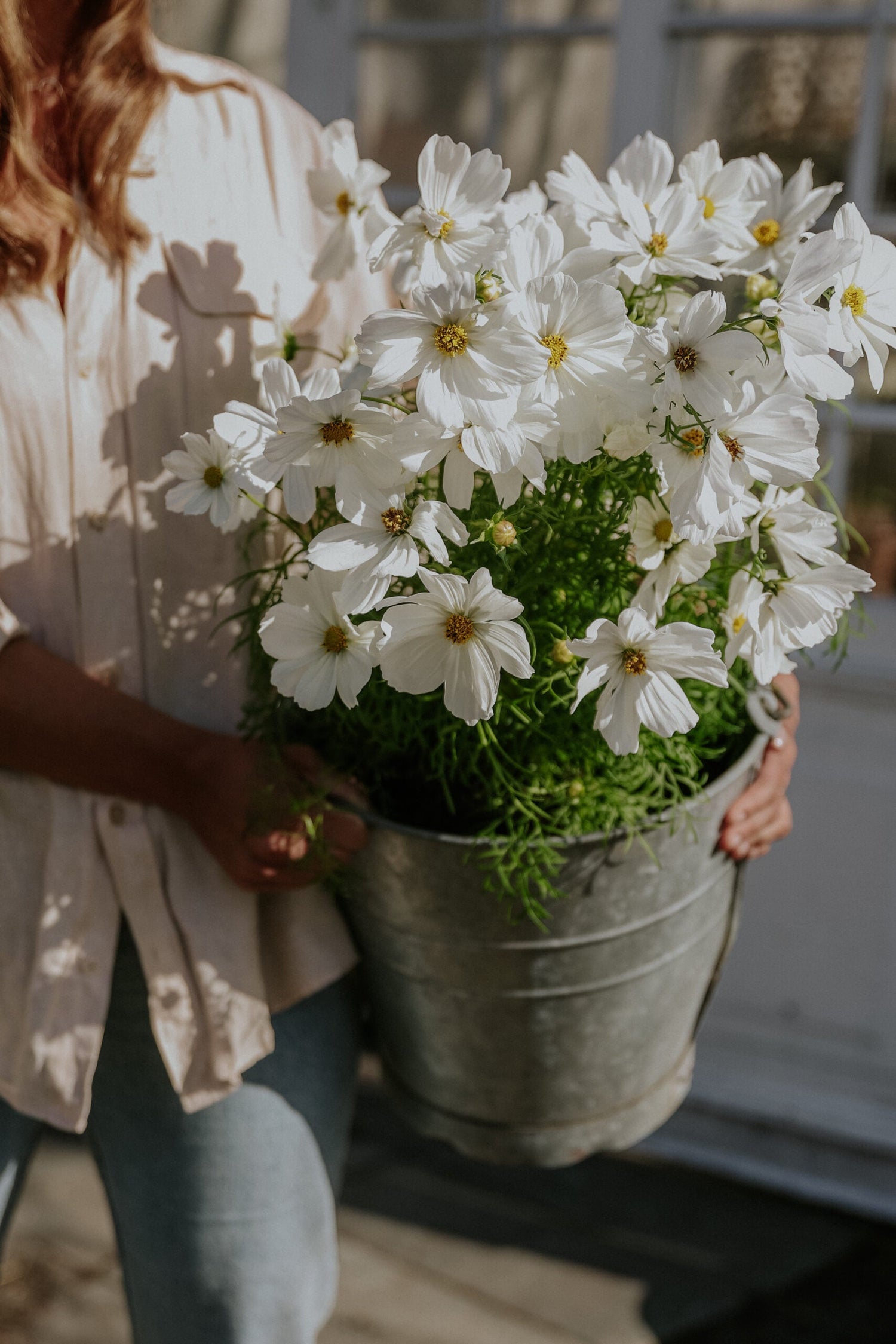 Rosenskära - Purity