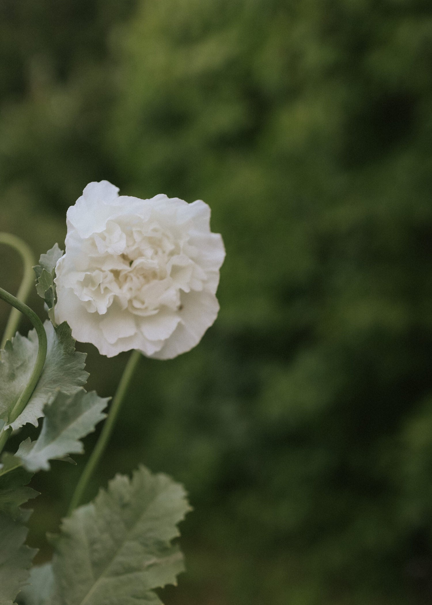 Opium Poppy - Double White