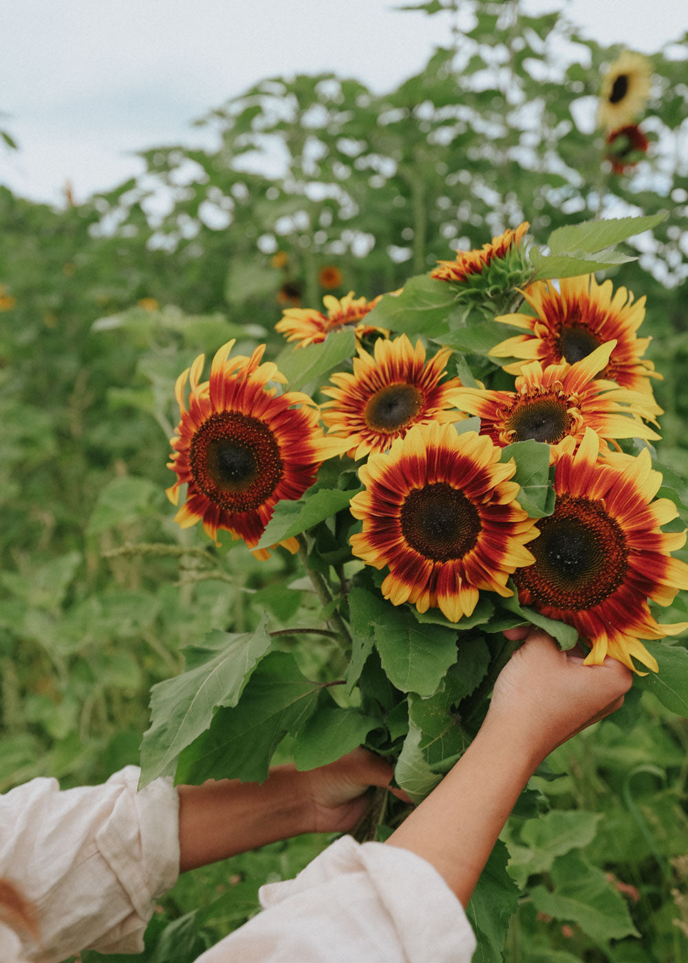 Sunflower- Autumn Beauty