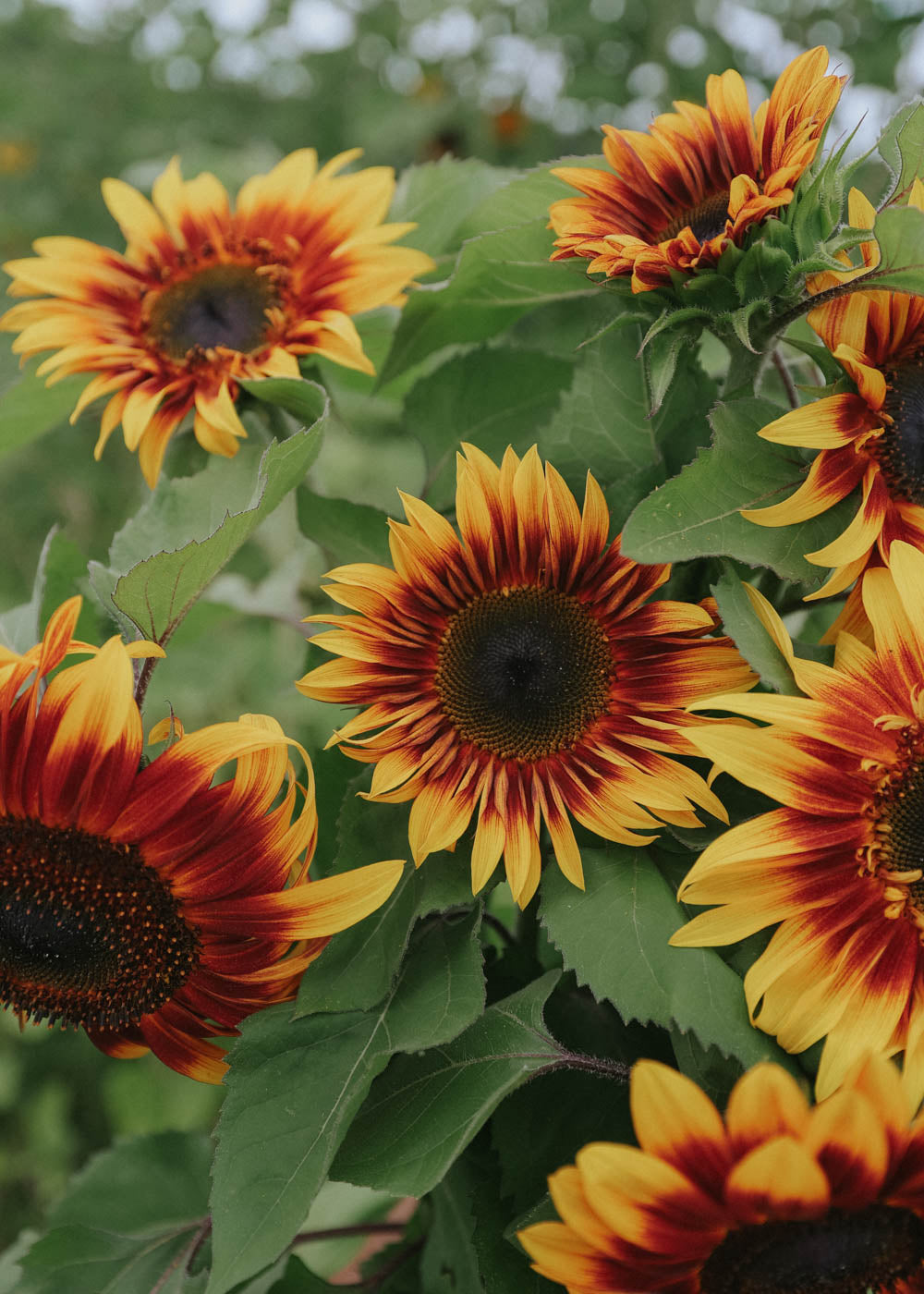 Sunflower- Autumn Beauty