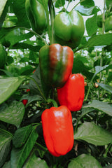 Peberfrugt - Snacking Red