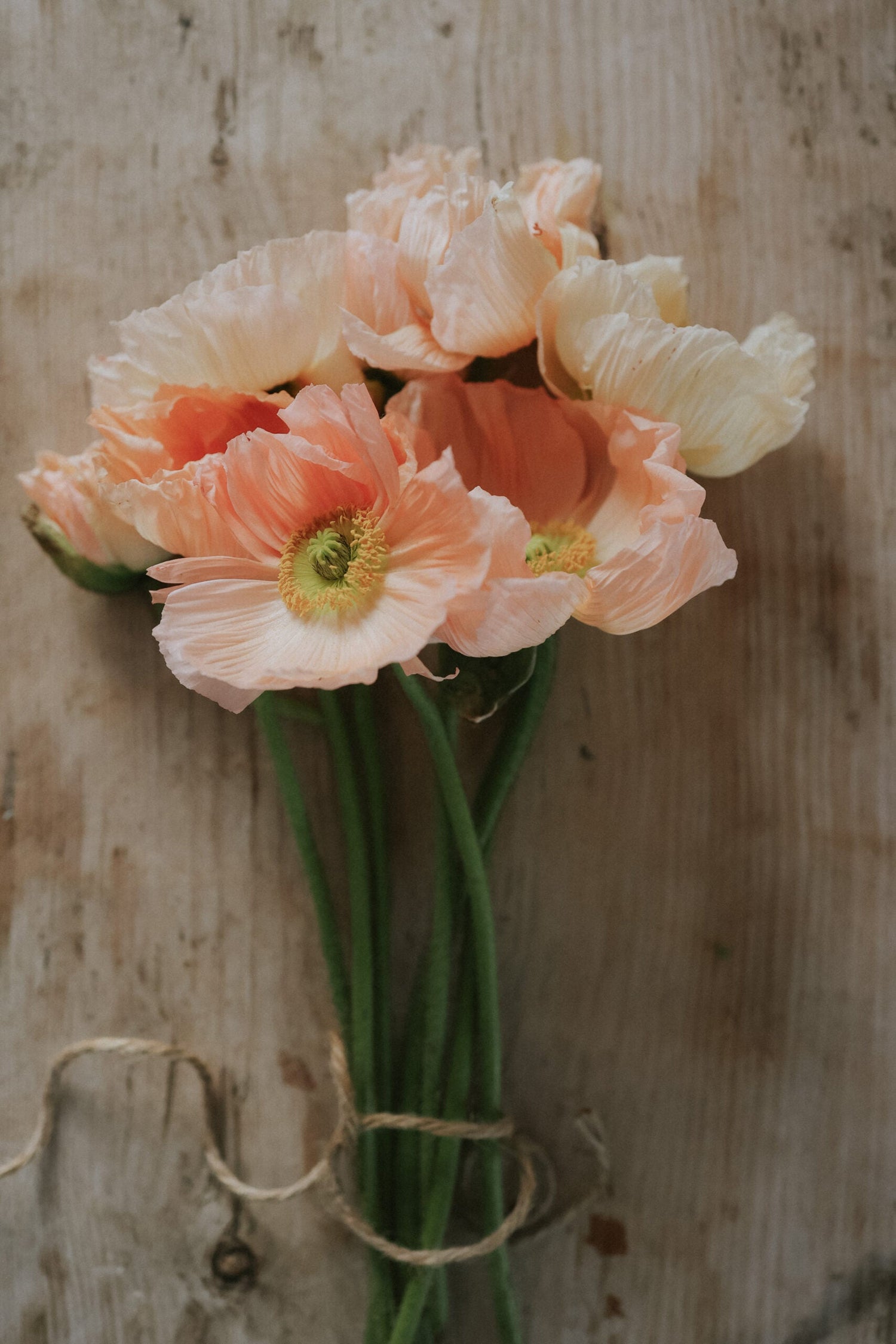 Artic Poppy - Rosa Chiaro Pastello