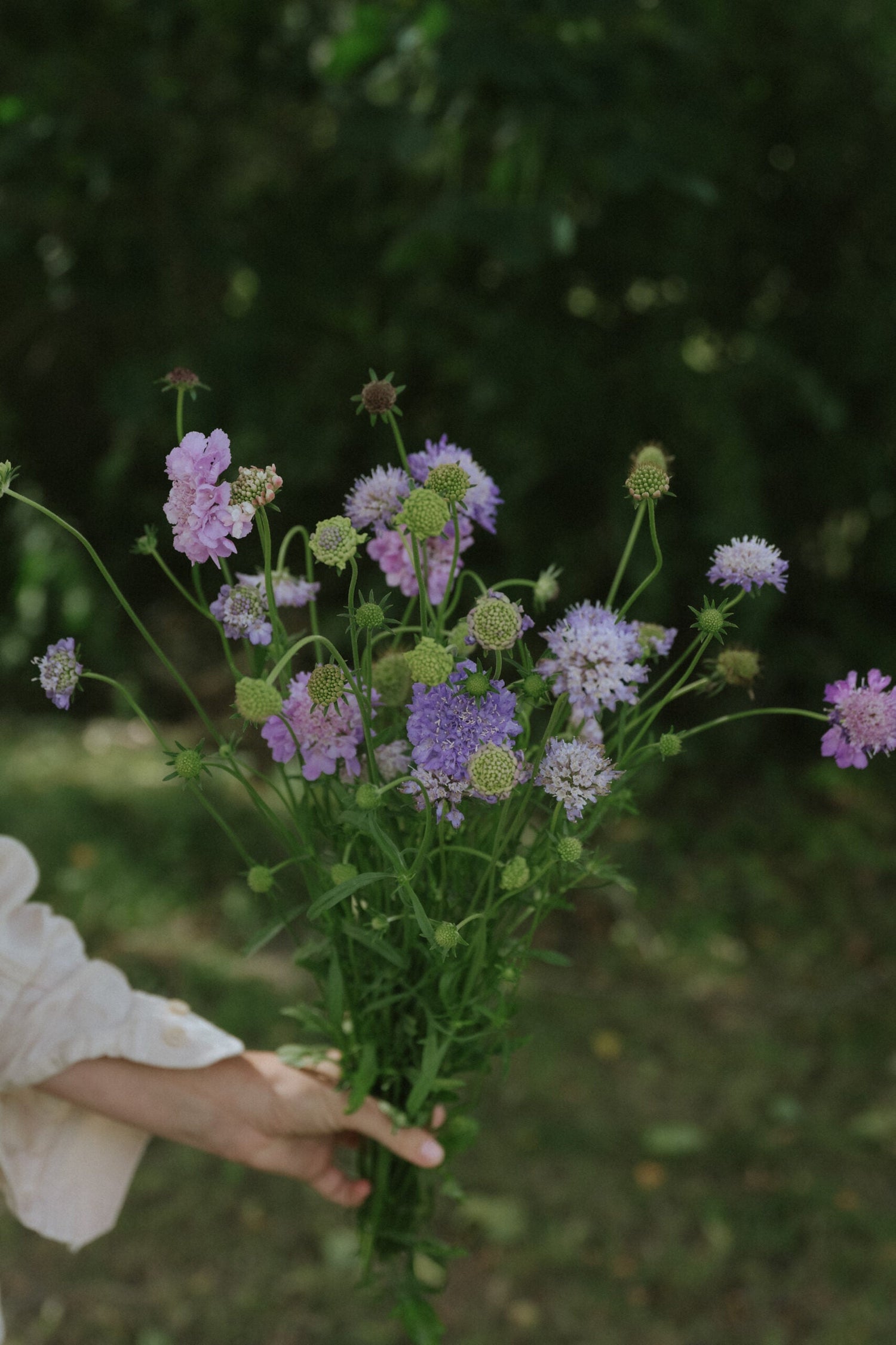 Praktvädd - Oxford Blue