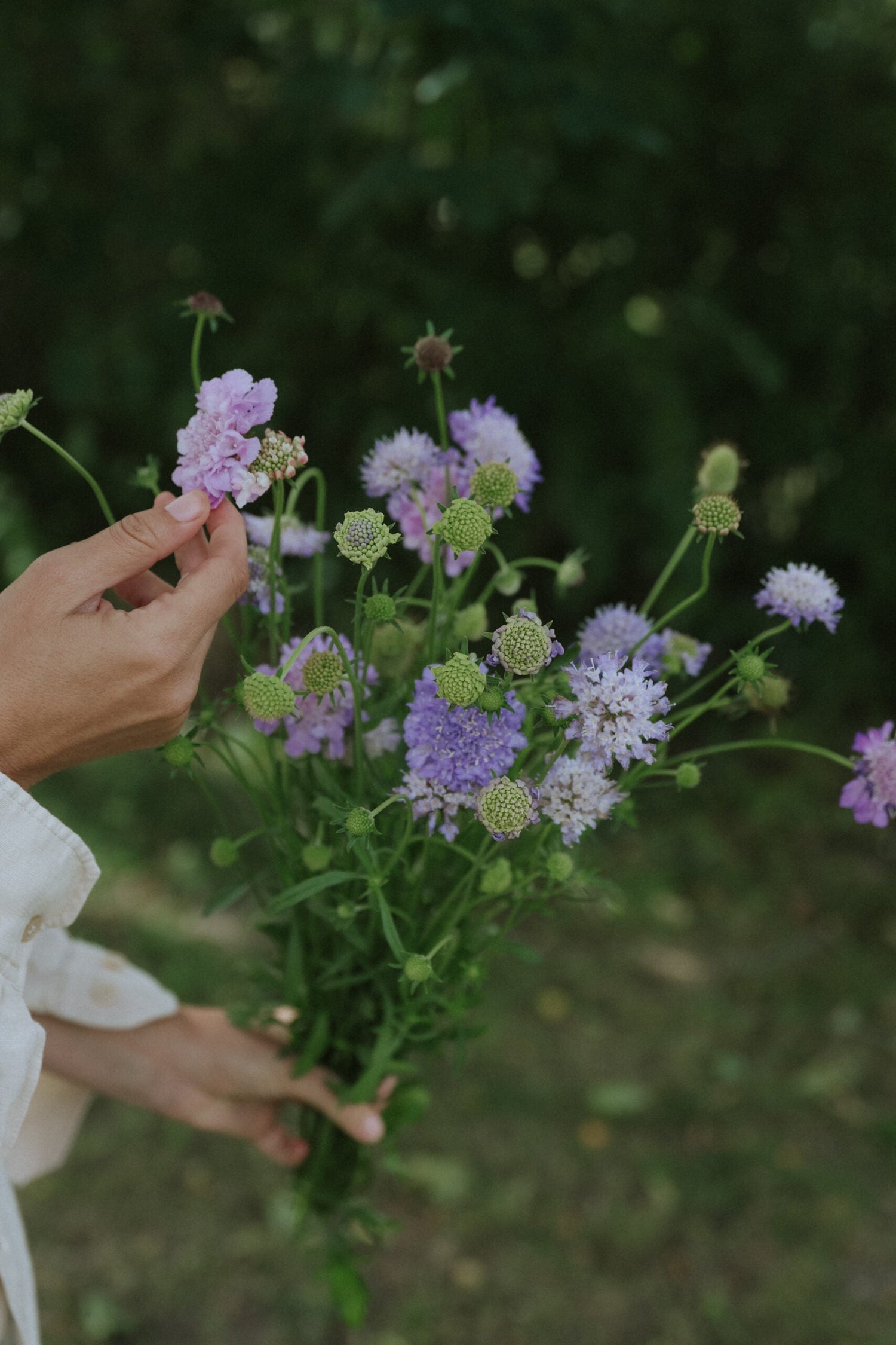 Praktvädd - Oxford Blue