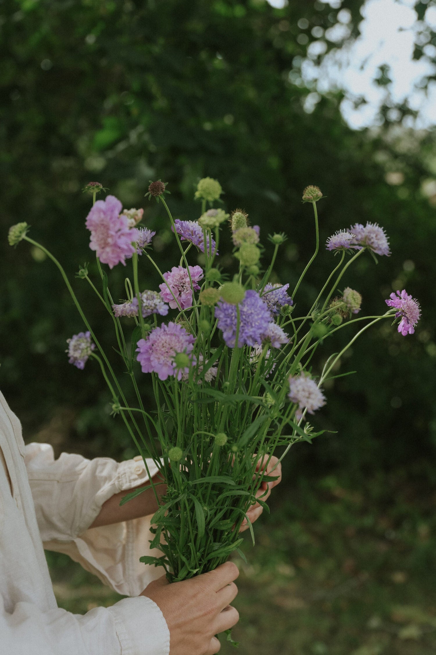 Praktvädd - Oxford Blue