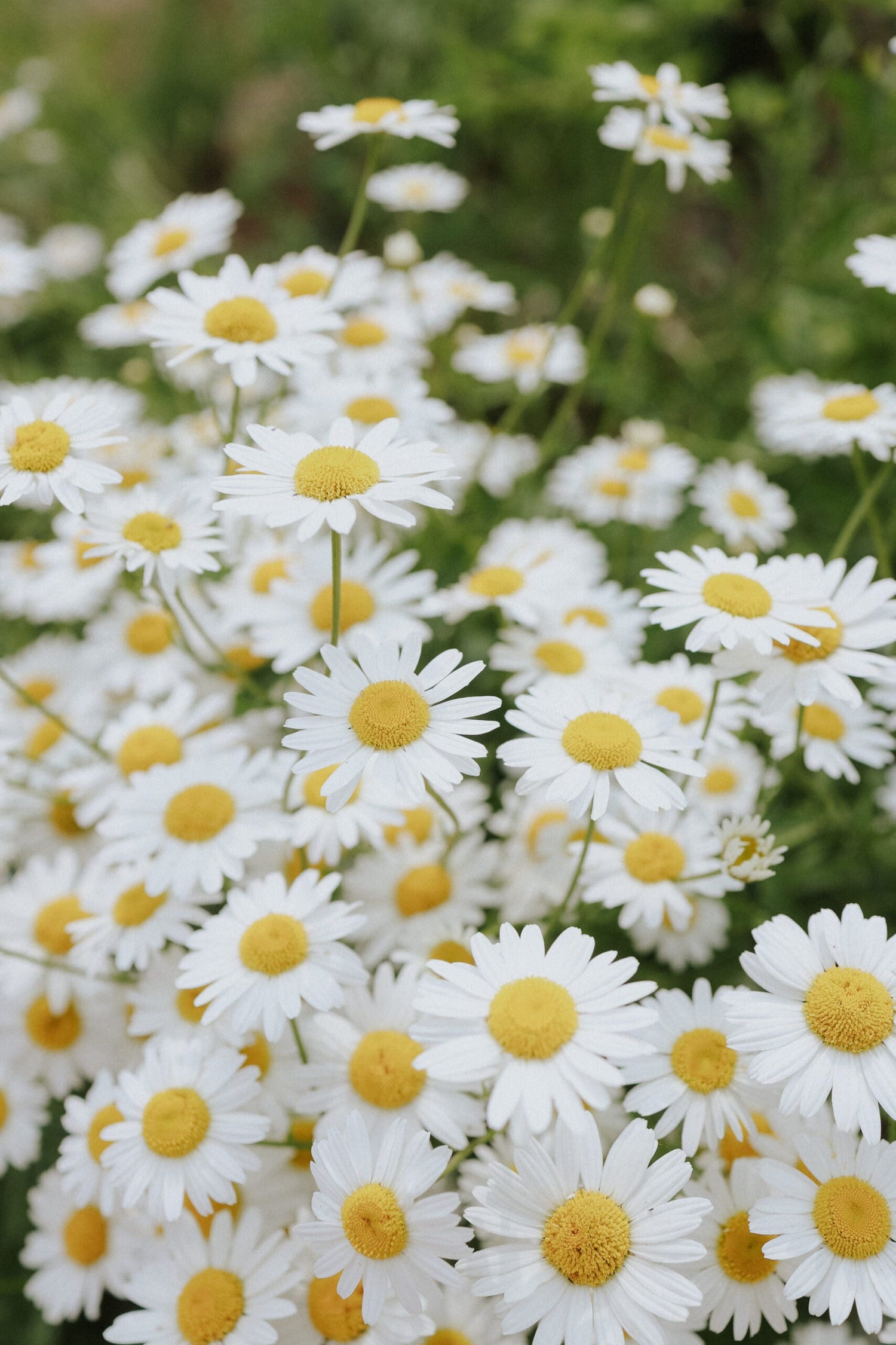 Prästkrage - May Queen