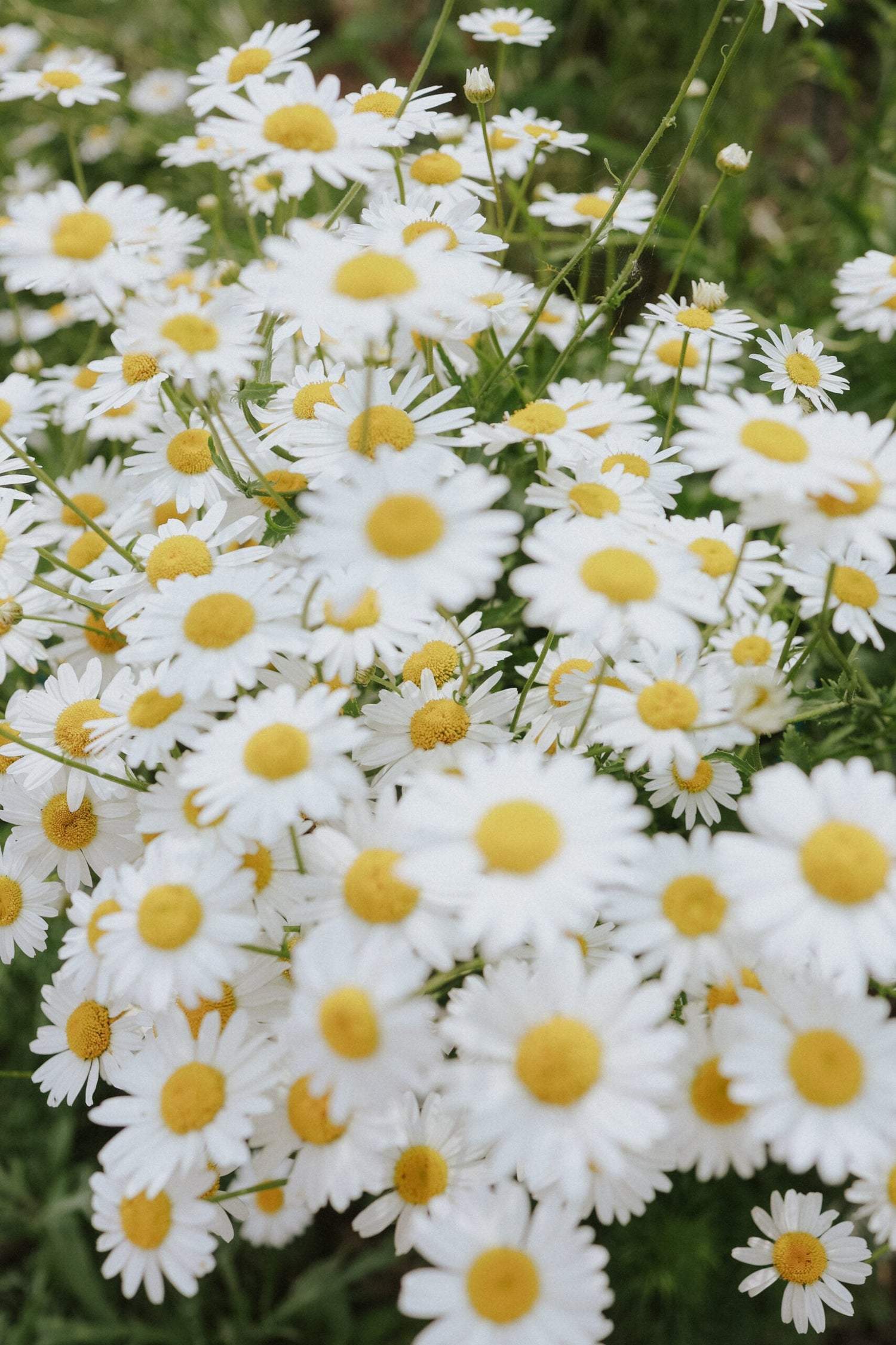 Prästkrage - May Queen