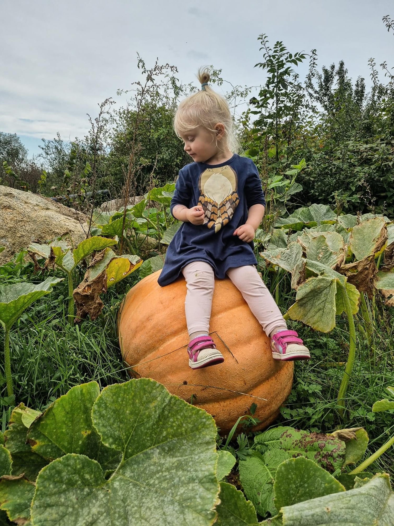 Pumpa - Atlantic Giant