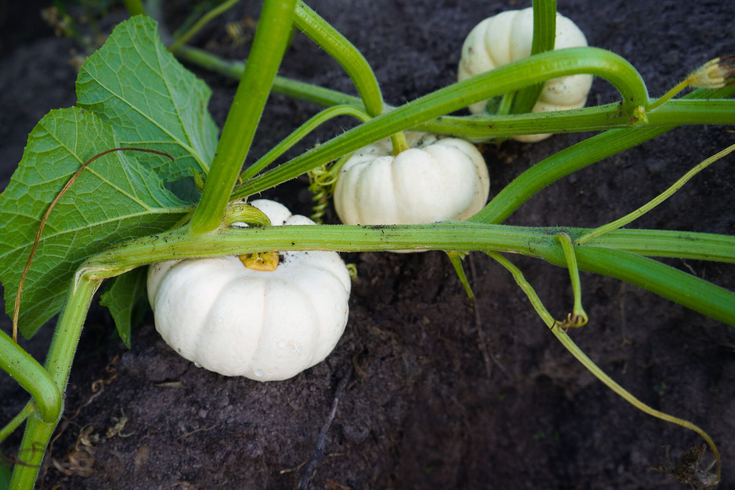 Pumpa - Atlantic Giant