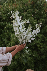 Riddarsporre - Candle White Shades
