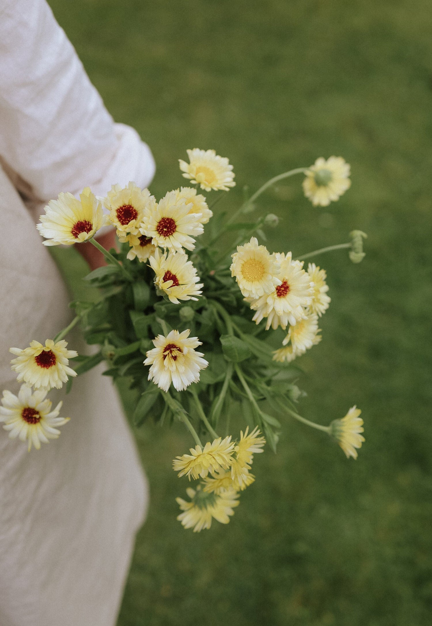 Marigold - Ivory Princess