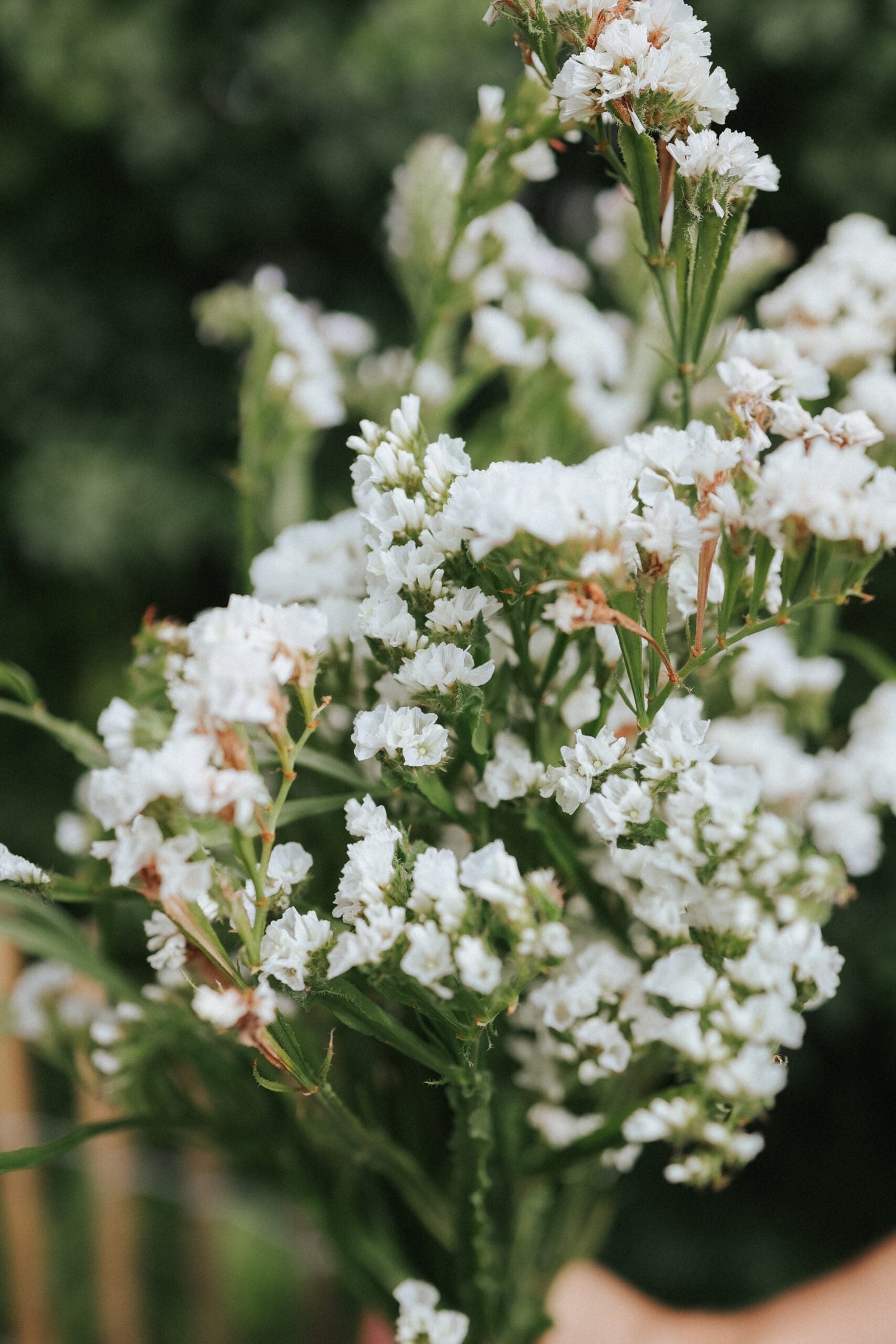 Risp - Hipster White