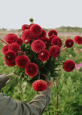 Dahlia - Copperboy