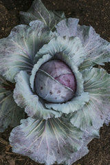 Rotkohl - Klimaro F1