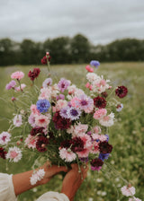 Cornflower mix ECO