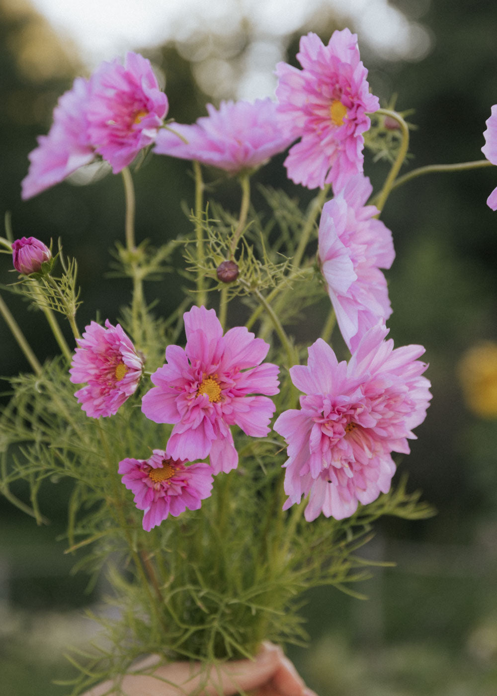 Rosenskära - Double Click Rose Bonbon