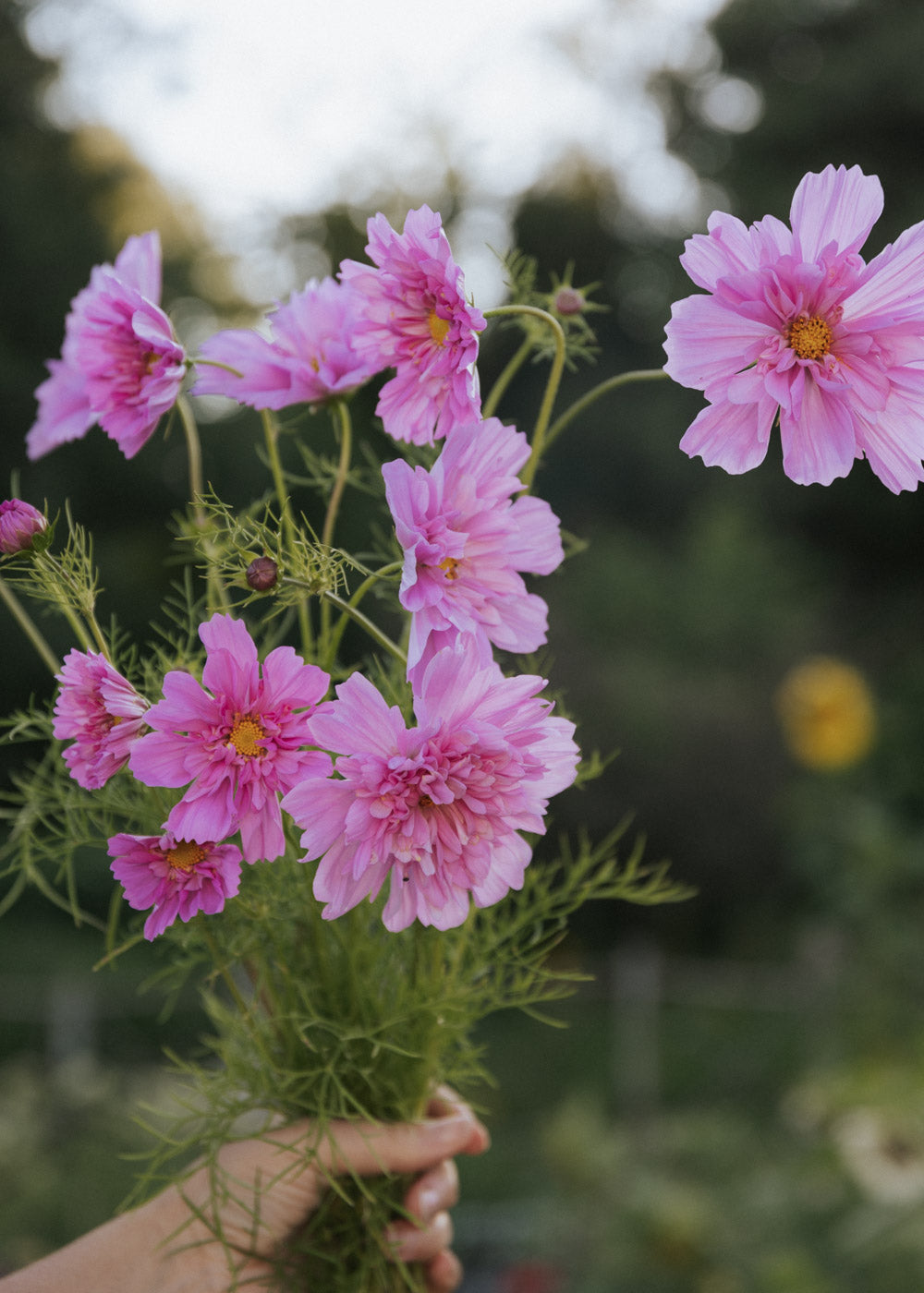 Rosenskära - Double Click Rose Bonbon