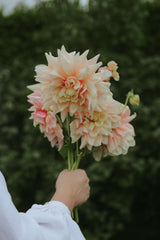 Dahlia - Break Out