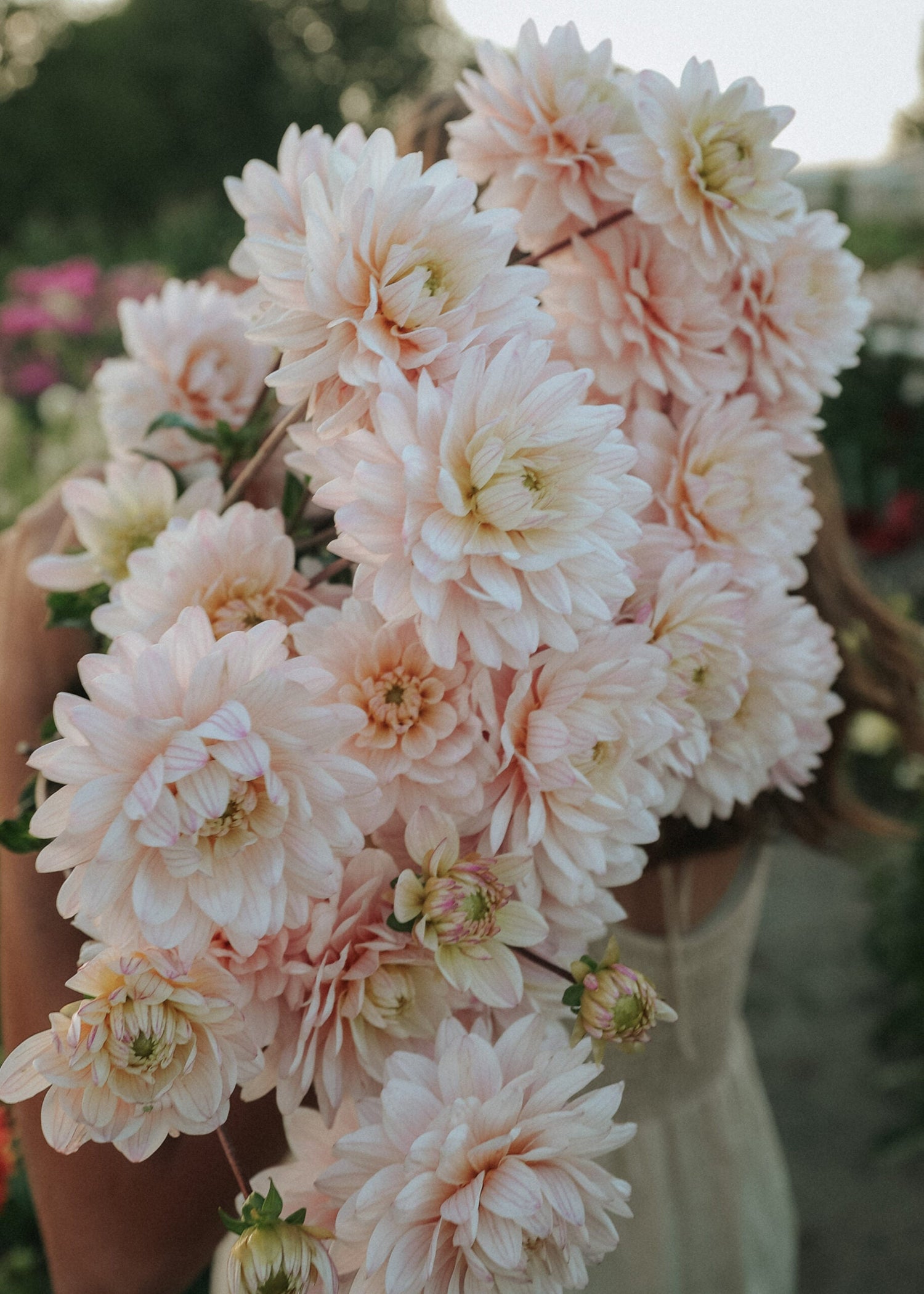 Dahlia - Diana's Memory