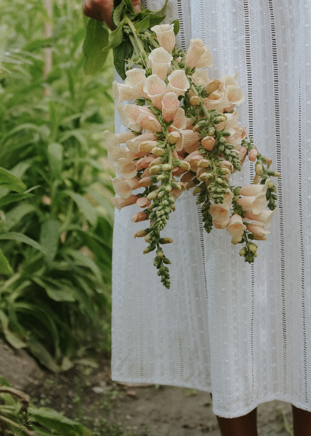 Fingerborgsblomma - Apricot Delight