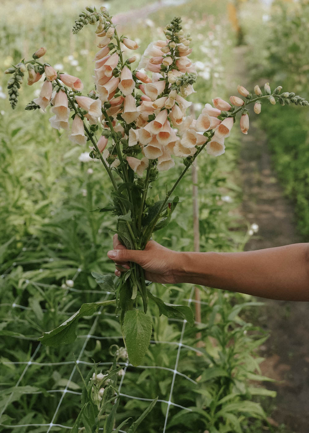 Fingerborgsblomma - Apricot Delight