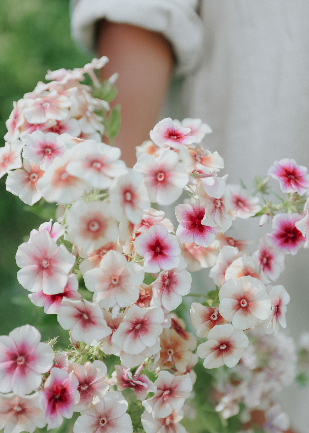 Phlox - Cherry Caramel