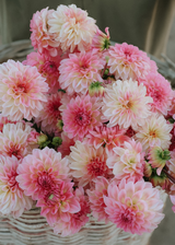 Dahlia - Ilse