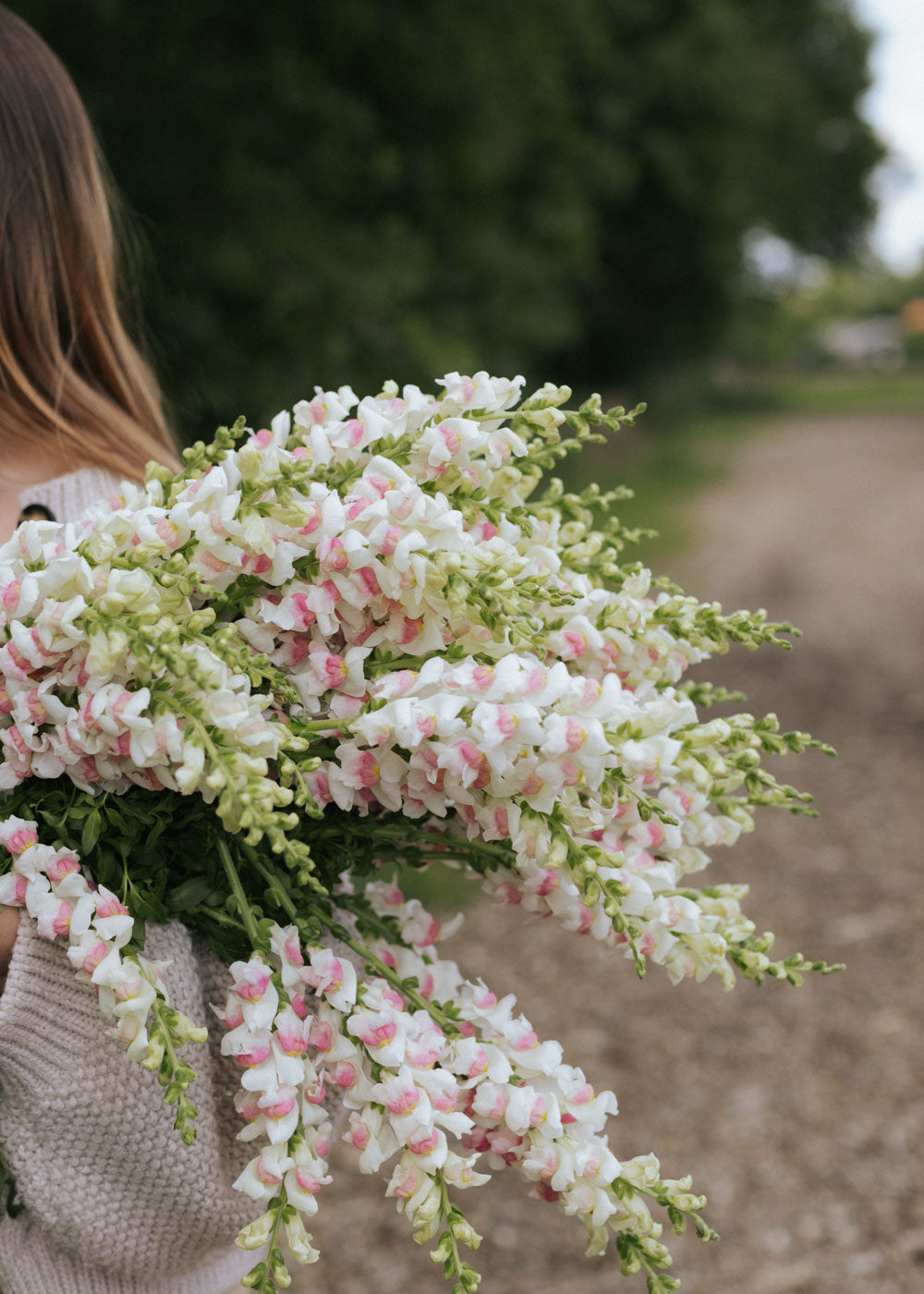 Snapdragon - Potomac Appleblossom