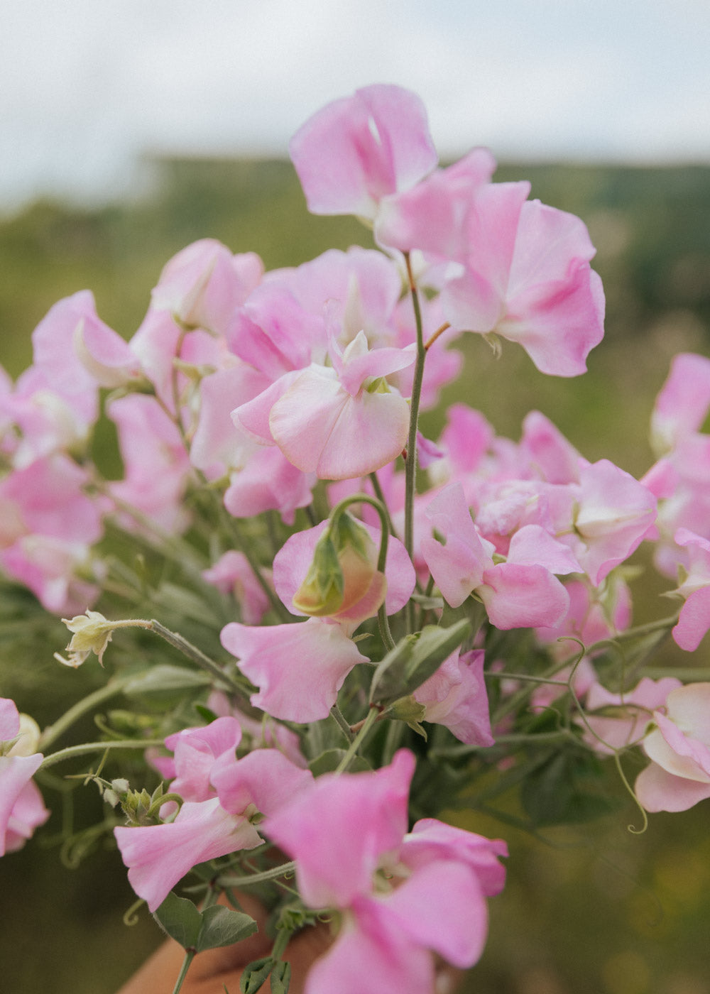 Sweet Pea- Royal Family Rose