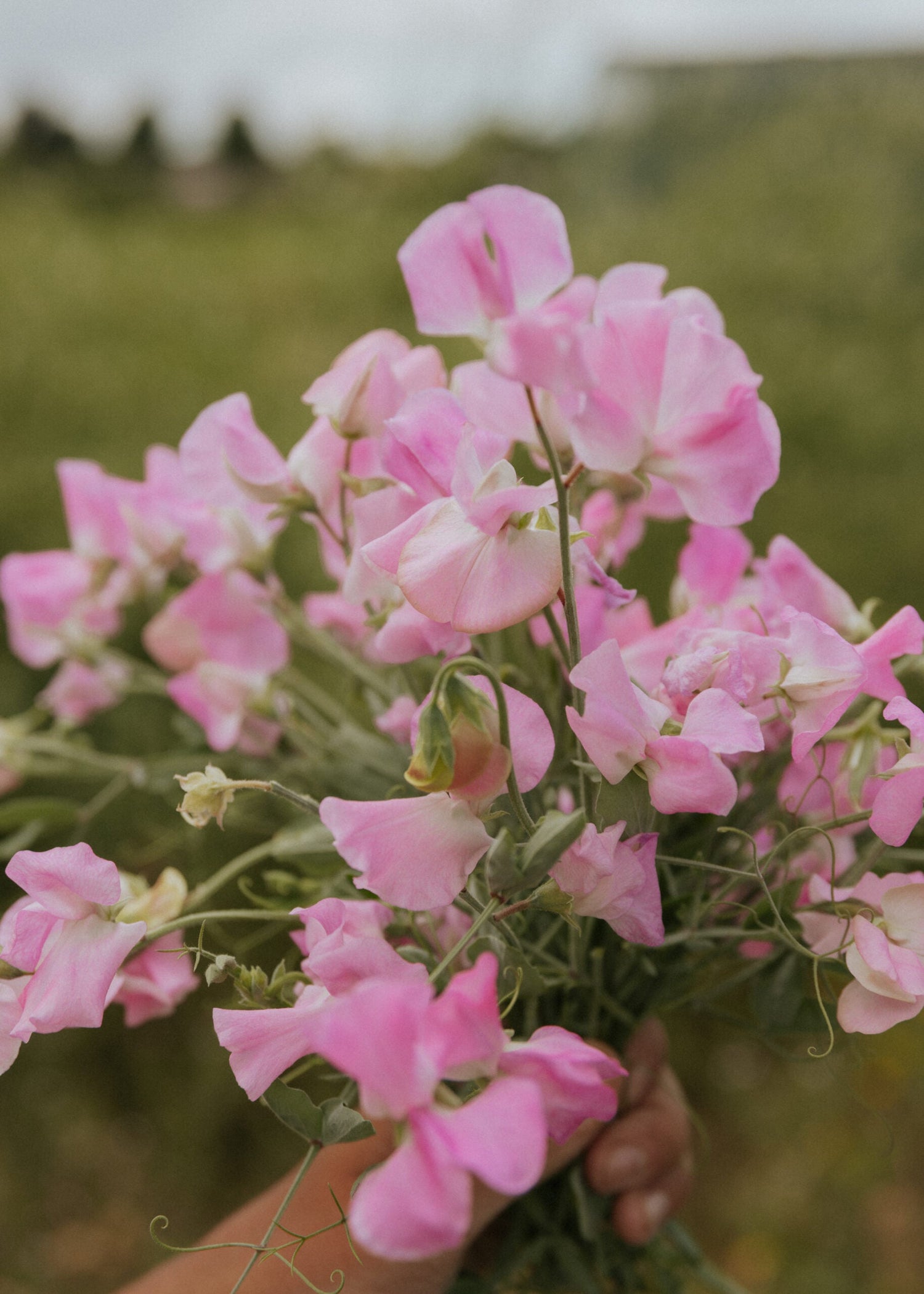 Sweet Pea- Royal Family Rose