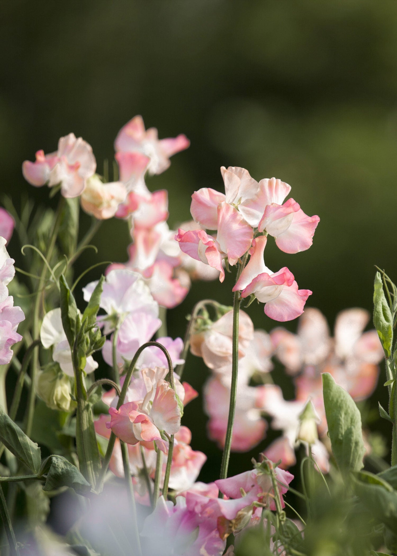 Sweet Pea - Spring Sunshine Peach
