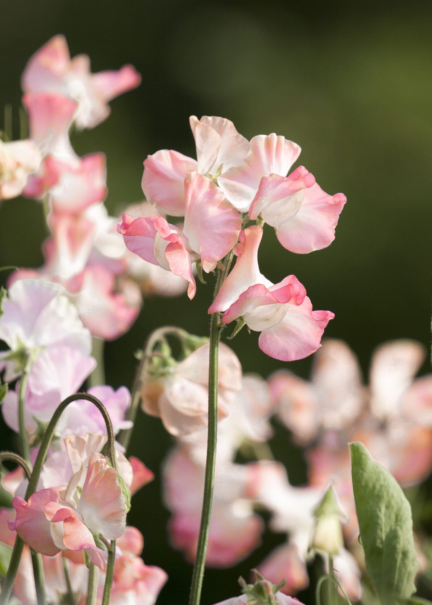 Sweet Pea - Spring Sunshine Peach
