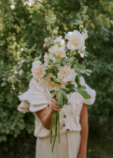 Stokrose - Majorette Double Champagne