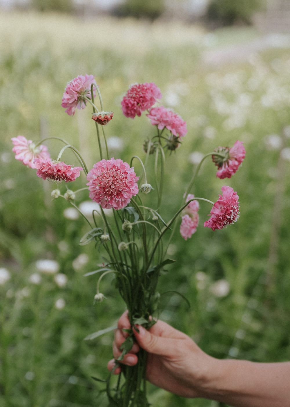 Praktvädd - Salmon Rose