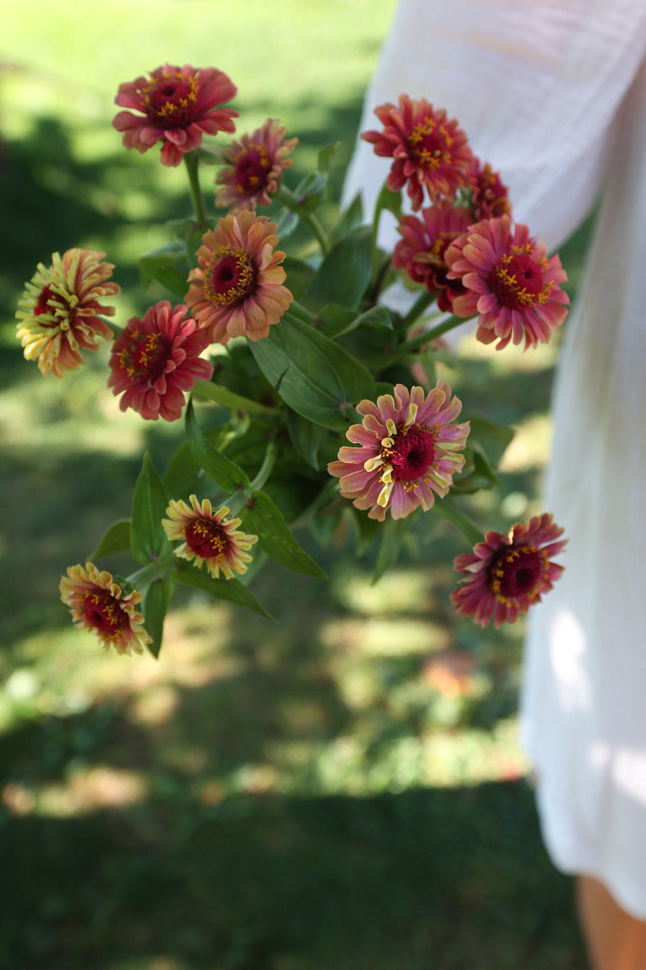 Zinnia - Queeny Lime Red