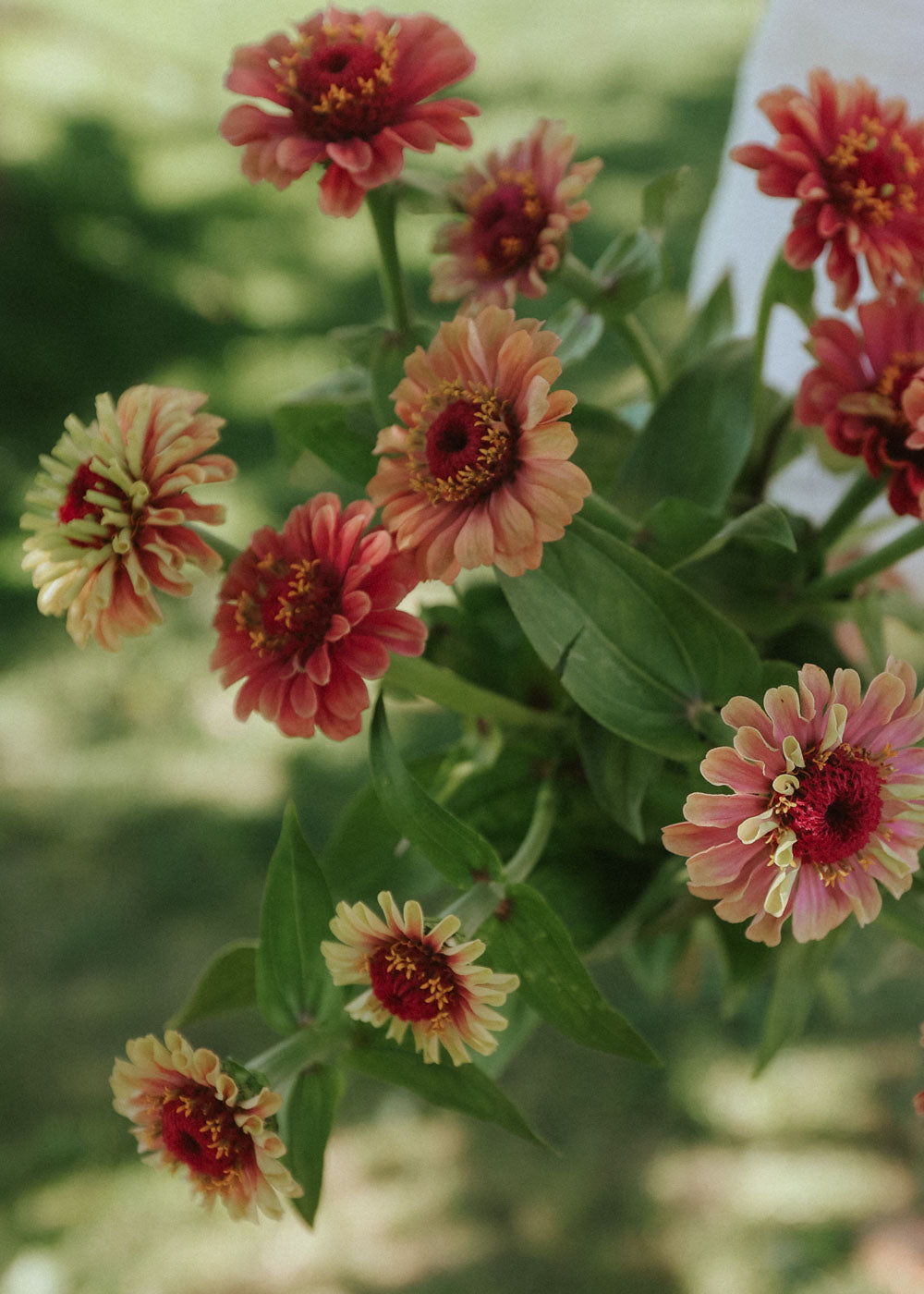 Zinnia - Queeny Lime Red