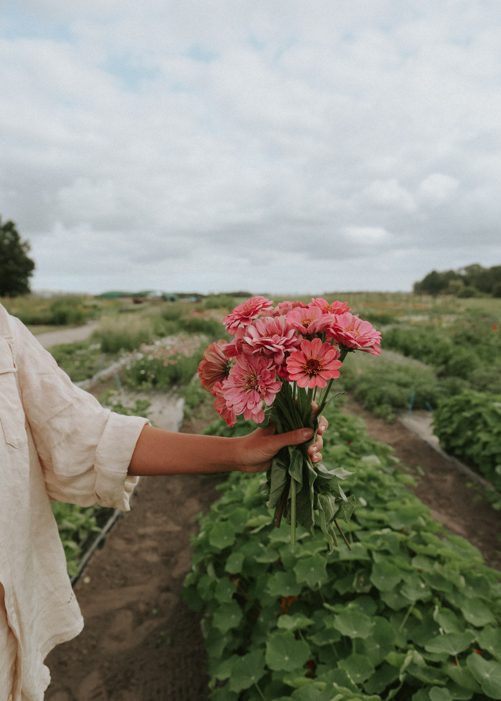 Zinnia - Dahl Flow Luminosa