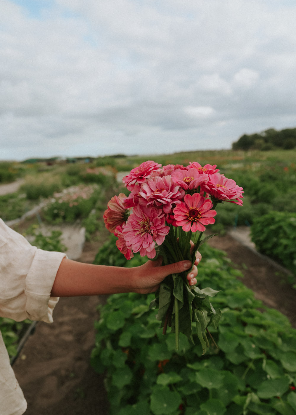 Zinnia - Dahl Flow Luminosa