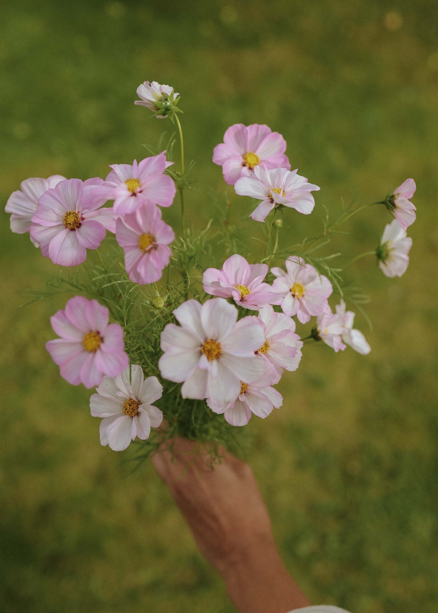 Rosenskära - Cosimo Collarette