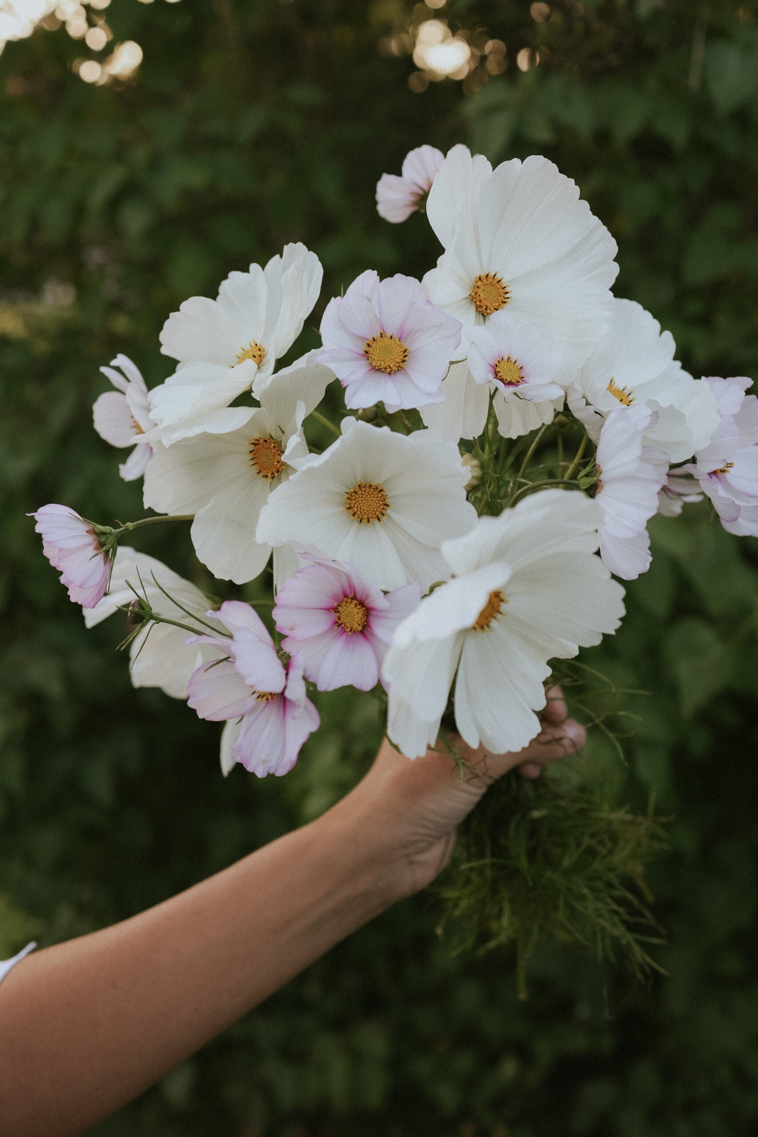 Cosmos Mix - Blushing Harmony